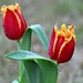 Parrot  Tulips. by wendyfrost