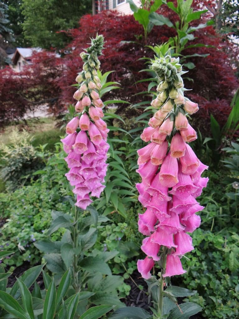 The Foxgloves are in Bloom by brillomick