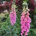 The Foxgloves are in Bloom by brillomick