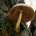 Fungi on the Tree by rickster549