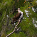 Osprey on it's perch! by rickster549