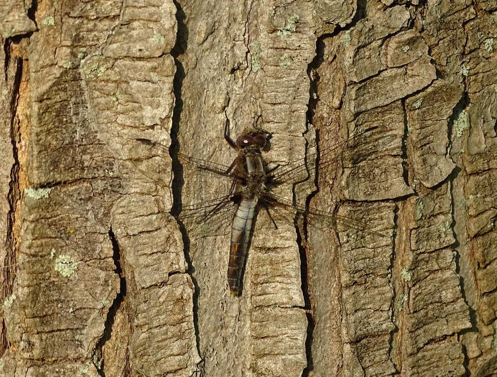 Chalk-fronted Corporal by annepann