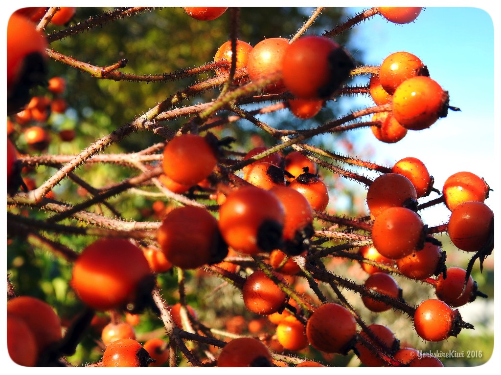 Winter berries by yorkshirekiwi