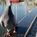 Urban Pigeon by yaorenliu