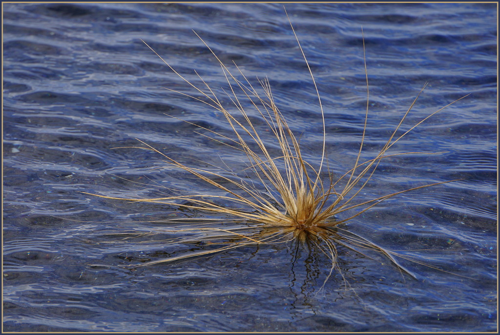 Tumble weed by dide