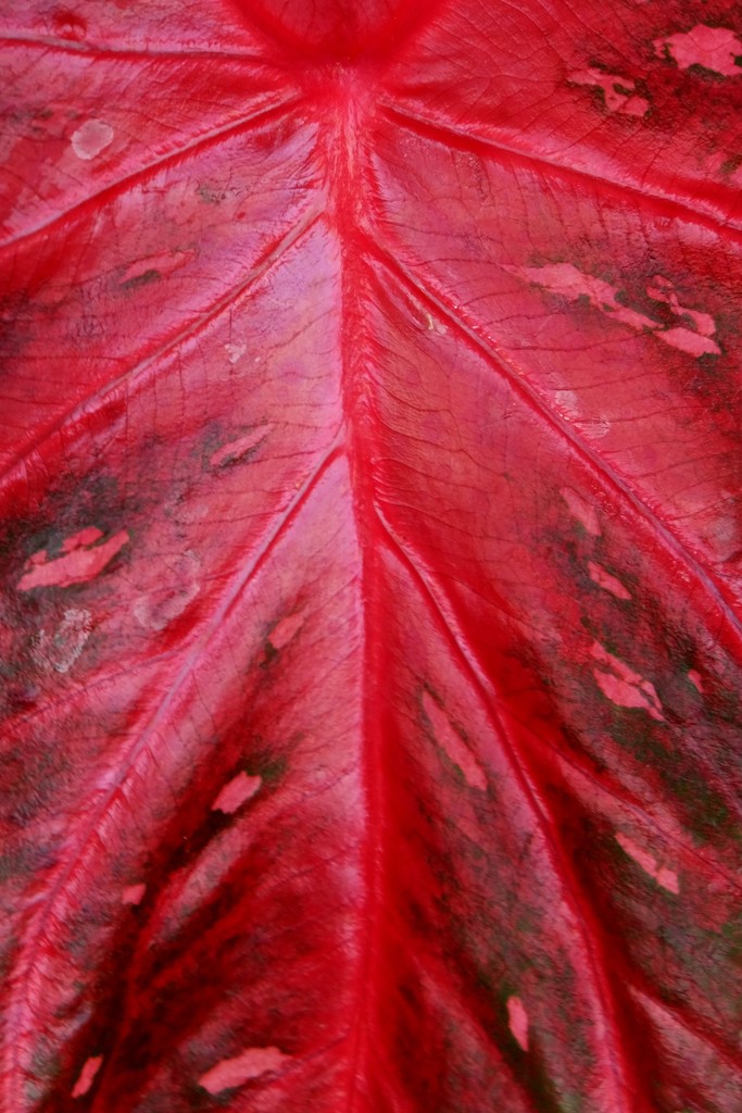 Red Plant Leaf Thingy by linnypinny