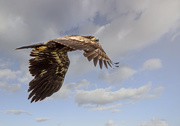 3rd Jun 2016 - Torn Feathers Already on Juvenile Bald Eagle 
