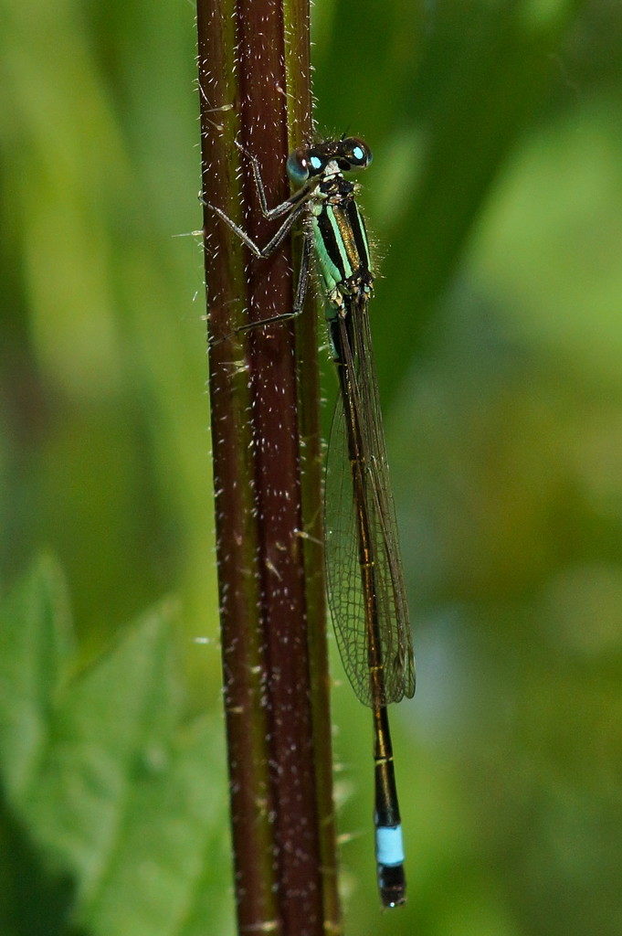 COMMON BLUE DAMSELFLY - FEMALE by markp