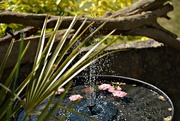2nd Jun 2016 - Shooting droplets in the garden fountain