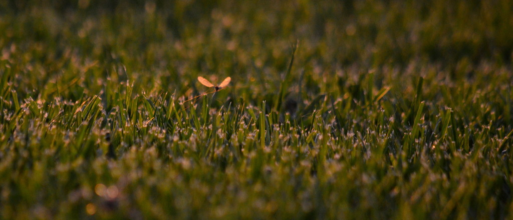 Grass Skimmer by kareenking