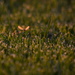 Grass Skimmer by kareenking