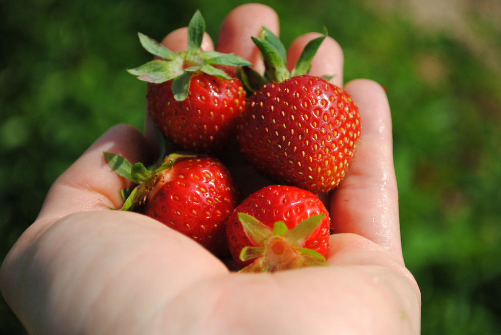 Fresh Picked Summer Strawberries by alophoto