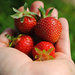 Fresh Picked Summer Strawberries by alophoto