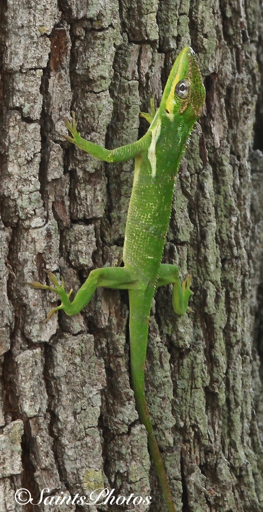 Green Lizard by stcyr1up