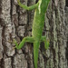 Green Lizard by stcyr1up