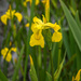 Iris pseudacorus by rjb71