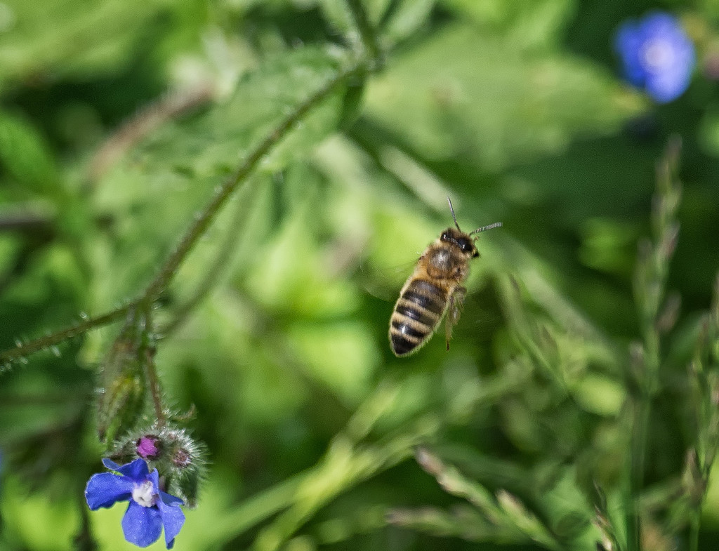 Speedwell bee by inthecloud5