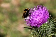 3rd Jun 2016 - Bee and Thistle