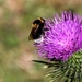 Bee and Thistle by flygirl
