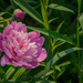 first peony by jackies365