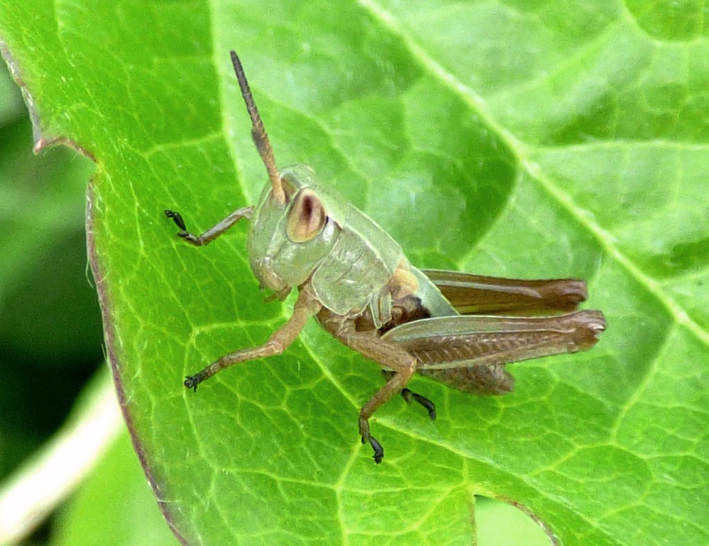 Field grasshopper nymph by julienne1