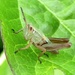 Field grasshopper nymph by julienne1