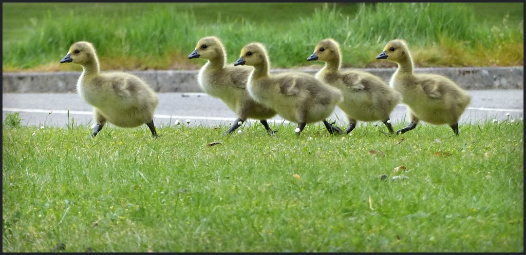 1 of 3 the goslings... by jokristina
