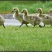 1 of 3 the goslings... by jokristina