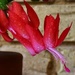One Cactus Flower.... by happysnaps
