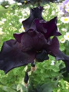 3rd Jun 2016 - Deep purple iris