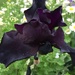 Deep purple iris by bjchipman