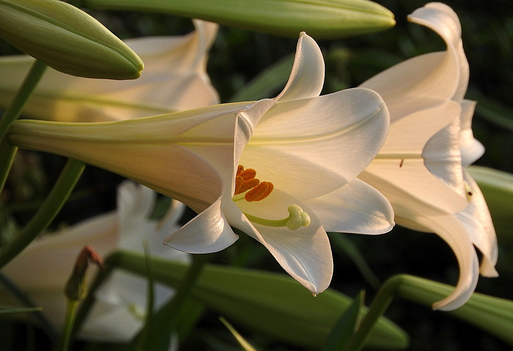 Lilies, lots of lilies! by homeschoolmom