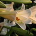 Lilies, lots of lilies! by homeschoolmom