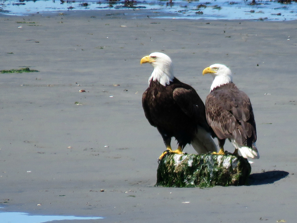 Alki Beach's Eagle Duo by seattlite