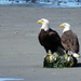 Alki Beach's Eagle Duo by seattlite