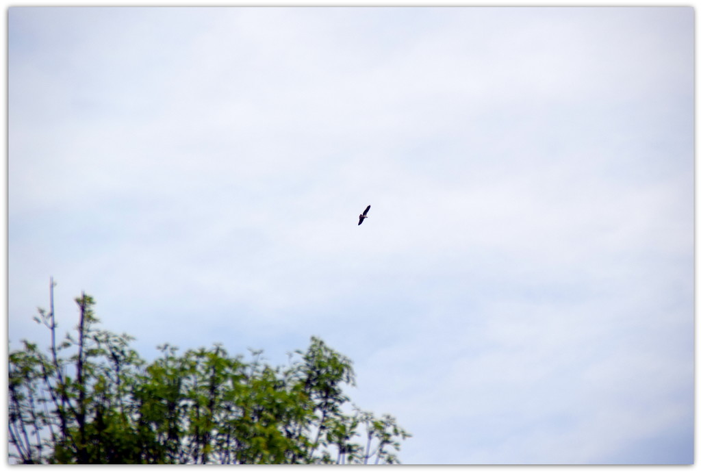 Birds be alert - Hawk overhead by bruni