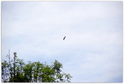 4th Jun 2016 - Birds be alert - Hawk overhead