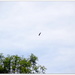Birds be alert - Hawk overhead by bruni