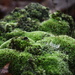 Mossy by francoise