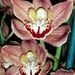 Orchids  by salza