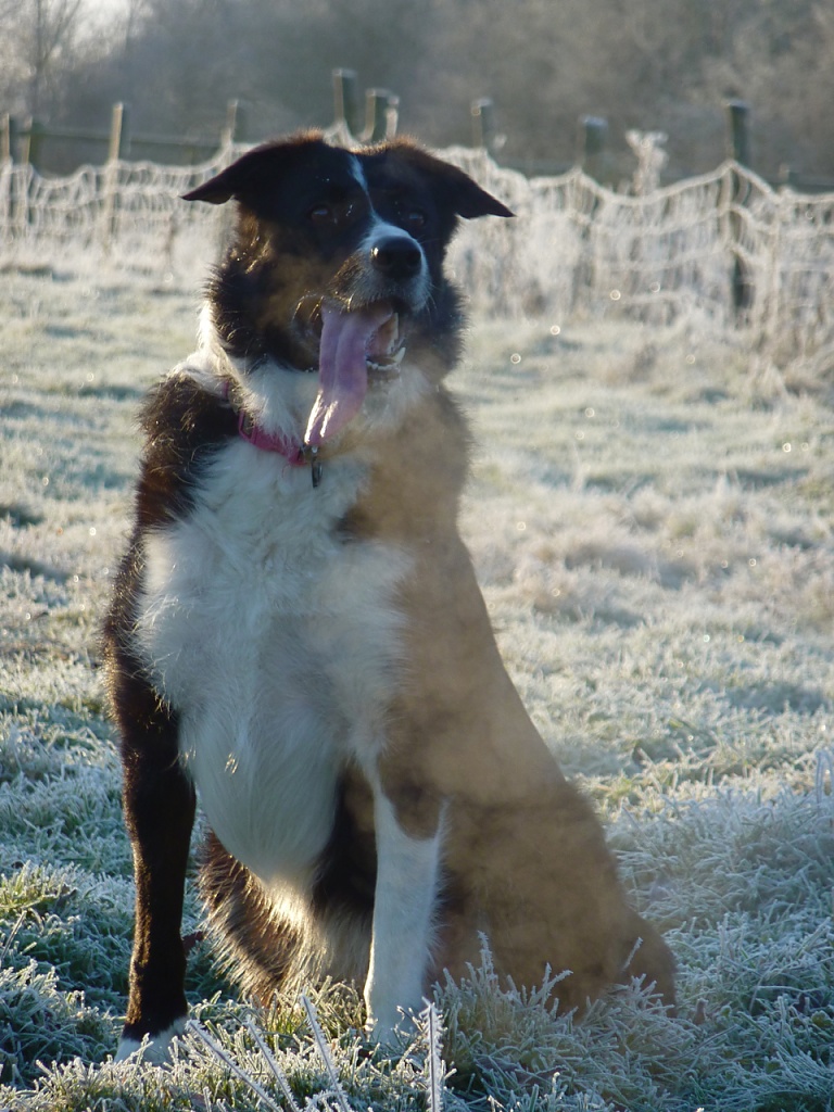 Chilly Collie by helenmoss