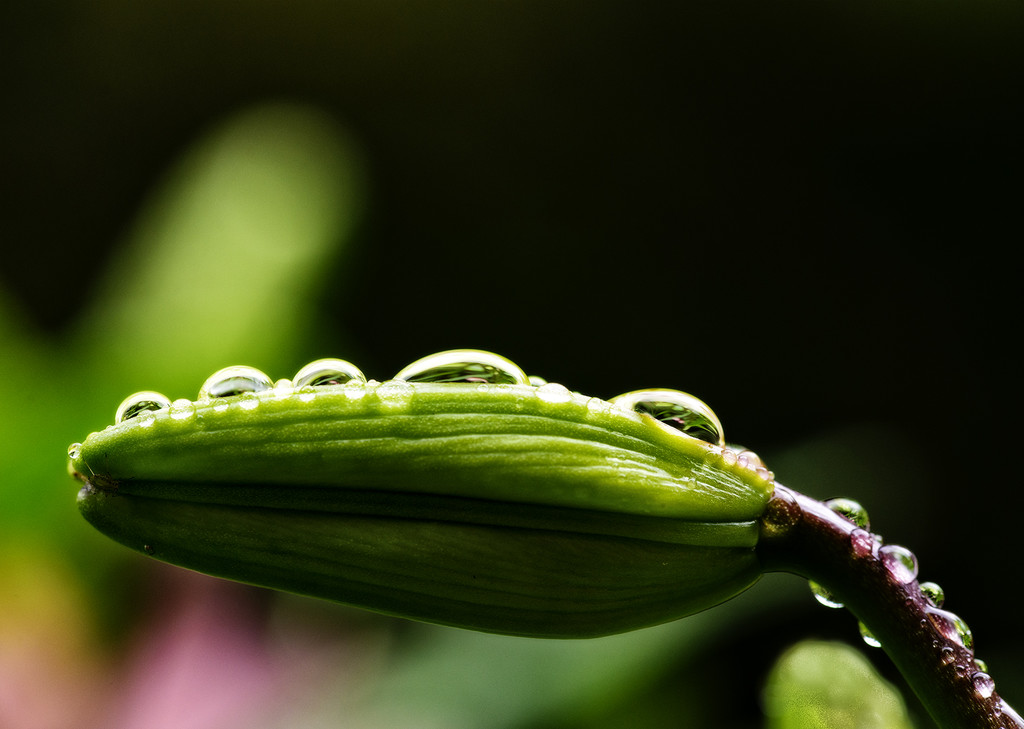 Lily Bud Droplets by jgpittenger