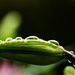 Lily Bud Droplets by jgpittenger