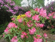 3rd Jun 2016 - Rhododendrons at Sheringham Park