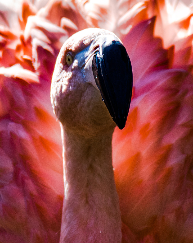 Flamingo Friday - 011 by stray_shooter