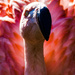 Flamingo Friday - 011 by stray_shooter