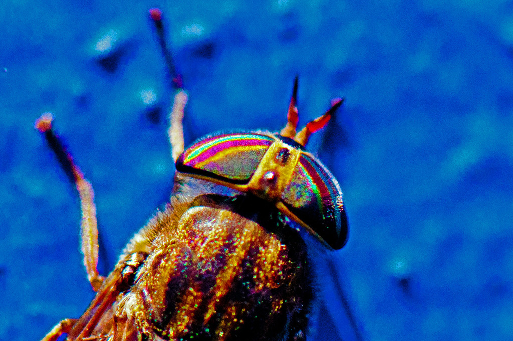 fly macro by dianen