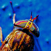 fly macro by dianen