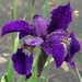 Dew drops on... well Iris not roses by joansmor