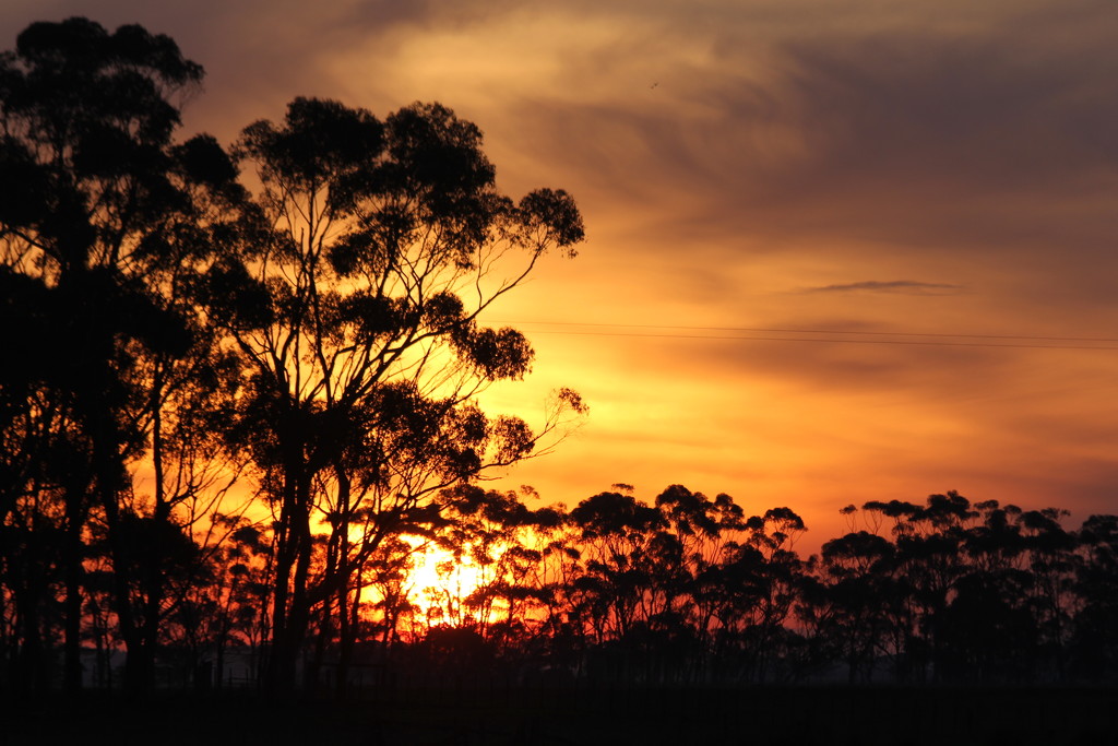 Sunset amongst the gum trees by gilbertwood